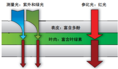 Dualex植物氮平衡指數測量儀