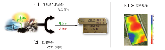 Dualex植物氮平衡指數測量儀